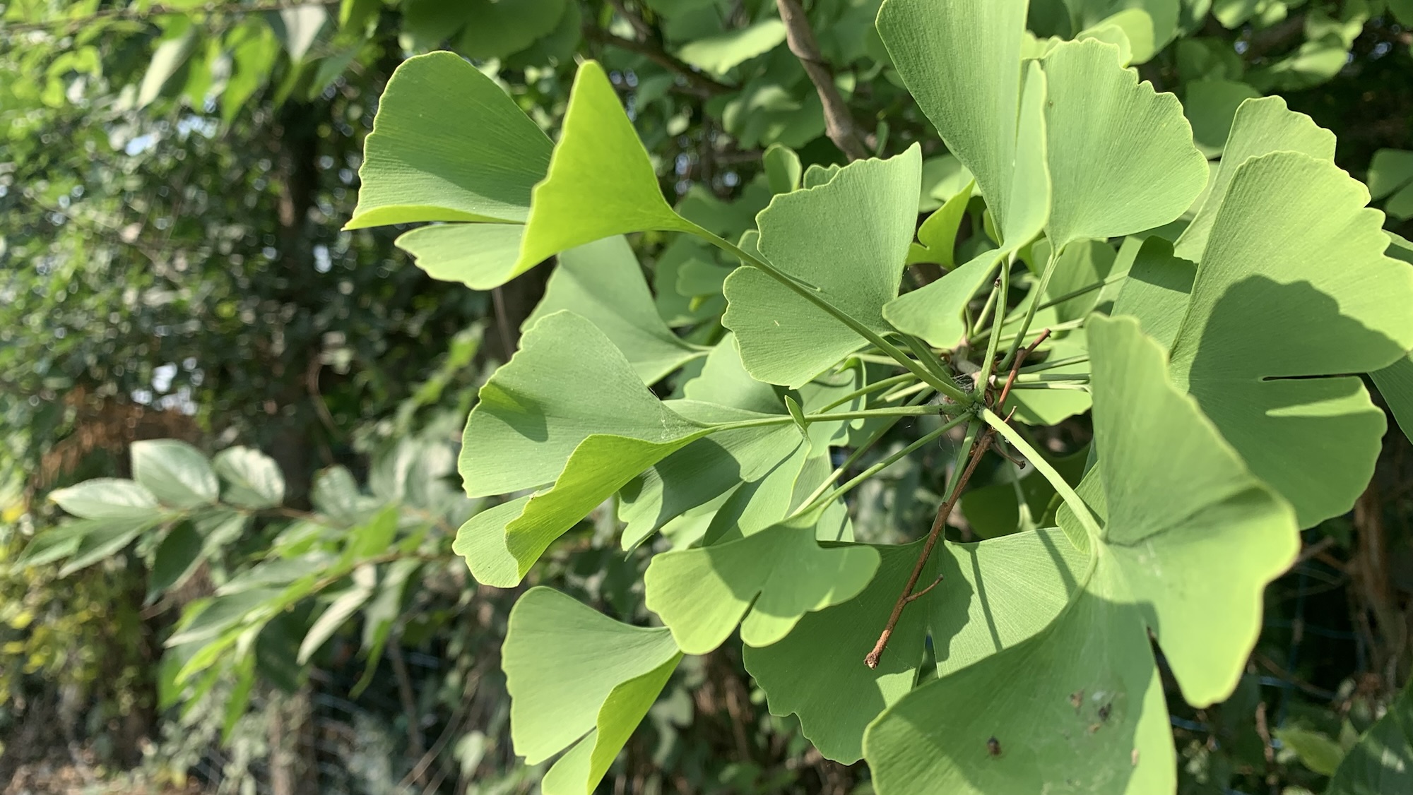 七绝·归乡晨起